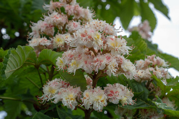 Close-Up of White Chestnut Flowers in Spring