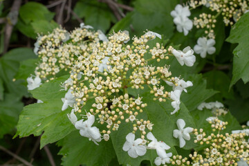White Elderflower Clusters on Branches