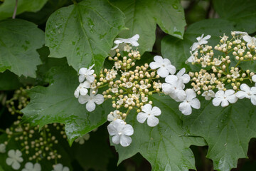 Elderberry Blossoms in Full Bloom