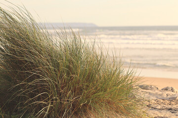 Dune grass with beach sand and the sea in the background.