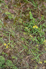 yellow flowers in the grass