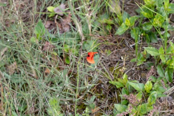 Blooming Red Poppies in Summer Field