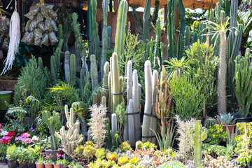 Various cacti and succulents thriving in pots at a vibrant plant nursery in marrakech, morocco, showcasing the diversity of desert flora