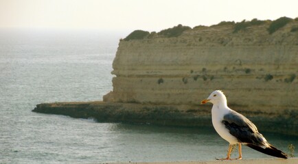 Eine Möwe vor einem Felsen vor der Küste Portugals