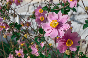 Anemone hupehensis, Anemone japonica or hybrids Anemone hybrida A graceful, late-blooming perennial...
