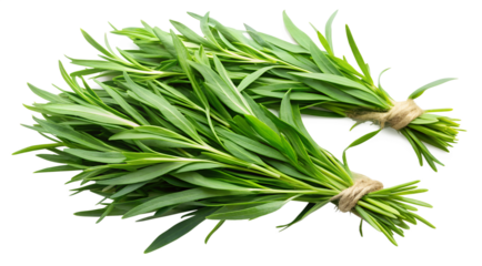 bunch of fresh rosemary  isolated on white background. PNG Transparent file type with high definition quality And vibrant color grading Available.