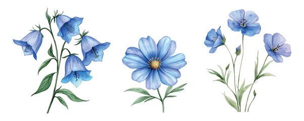 Watercolor set of wild blue flowers png. Romantic blue flowers from the field in watercolor technique. Floral cliparts. Rural natural elements on isolated background.
