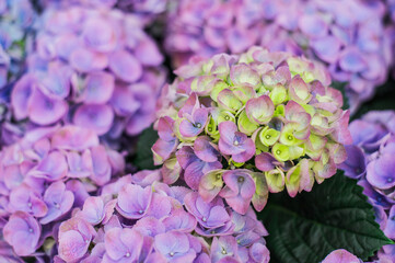 Obraz premium lilac flowers in the garden