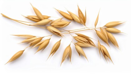 fresh oats isolated on white background, organic and healthy food, raw vegetable