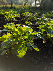 A field of green plants growing in the sun