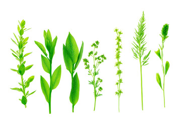 Fototapeta premium Collection of various green plants and herbs isolated on white background