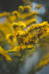 Close-up of a blooming goldenrod plant with tiny yellow flowers on green stems. Soft natural background in green and blue tones with beautiful bokeh, evoking a calm late summer or autumn mood