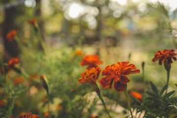 Close-up of a vibrant marigold flower in warm sunlight with a soft blurred background of orange blooms
