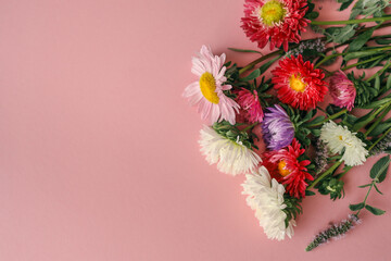 Various colorful aster flowers arranged in a line on a pastel pink background. Flat lay floral composition for spring or summer themes, botanical projects, or greeting card design