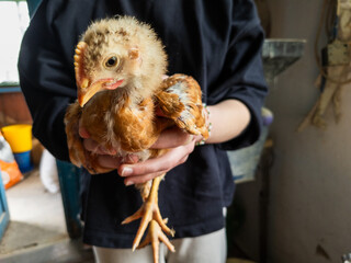 A person holding a small chicken in their hands