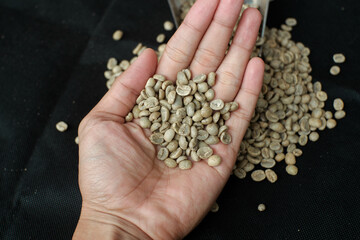 Greenbeans raw Arabica coffee ready to be roasted