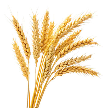 wheat isolated on white background