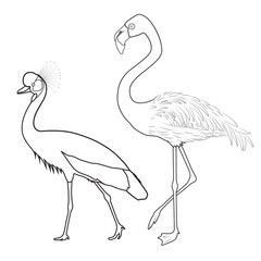 Line Art Illustration of a Crane and a Flamingo
