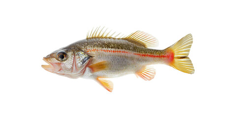 Fototapeta premium Freshwater Perch Fish. Aquatic Life And Fishing Concept Isolated On Transparent Background