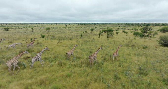 Aerial footage of a herd of giraffes walking through the open grasslands of Central Kalahari, Botswana. Ideal for: African wildlife documentaries, biodiversity topics, and conservation footage.