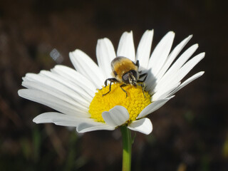 Fototapeta premium Narcissus bulb fly (Merodon equestris), also known as greater bulb fly or large bulb fly, female on an ox-eye daisy flower
