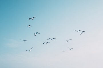 Fototapeta premium capture minimalistic image of birds in mid-flight against clear sky showcasing their graceful movements