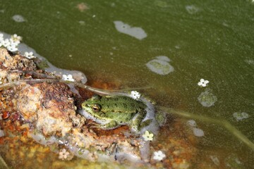 Grenouille
