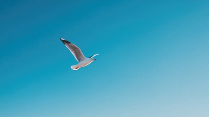 Obraz premium capture elegance of single bird soaring through clear blue sky embracing open space