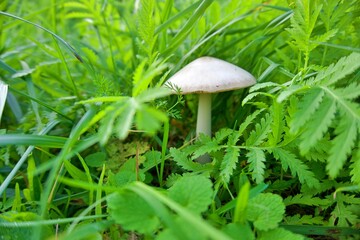 white mushroom in the middle of green
