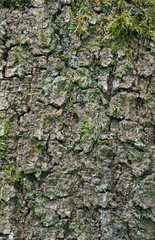 Beautiful close-up of the bark of quercus pyrenaica