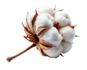 cotton flower  isolated on white background. PNG Transparent file type with high definition quality And vibrant color grading Available.