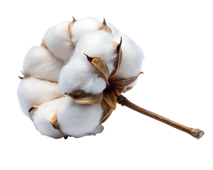 garlic flower isolated on white background. PNG Transparent file type with high definition quality And vibrant color grading Available.