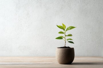 long-term investment concept symbolized by single growing plant in pot placed on table
