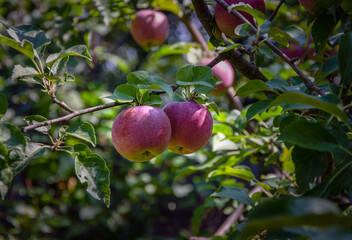 Raspberry apples of the Liberty variety on a tree growing in a garden.