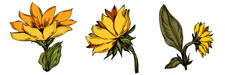 Sunflower illustration with engraved texture. Hand-drawn colorful vector image on white background, suitable for prints, posters, or organic packaging.
