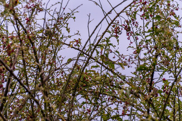 Pájaro silvestre en el Puerto de la Cruz, Tenerife