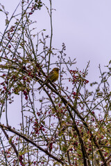 Pájaro silvestre en el Puerto de la Cruz, Tenerife