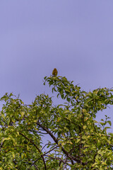 Pájaro silvestre en el Puerto de la Cruz, Tenerife