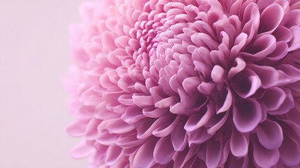 Naklejka premium Delicate pink flower in full bloom showcasing nature's beauty with soft petals and vibrant colors against a green background