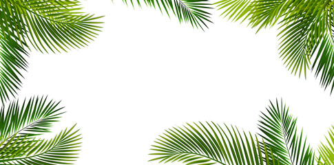 Green Palm Branch Border Isolated White Background
