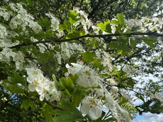 white cherry tree
