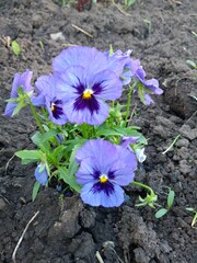 purple pansy flowers