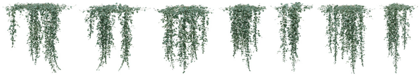 Dichondra microcalyx plant, Ivy or vine for decorate wall, pillar and fence with isolated on transparent background. png file, 3d rendering illustration, clip art and cut out