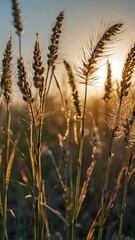 Fototapeta premium Golden Hour Macro Photography of Tall, Slender Wild Grass at Sunset