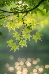 Obraz premium Dewdrops and mist in the early morning swamp