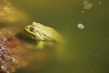 Grenouille