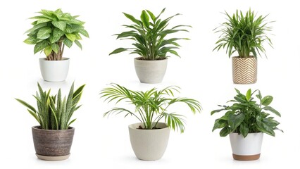 Obraz premium fresh herbs in pots