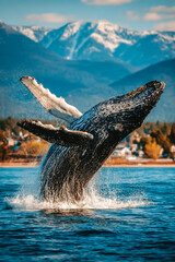 A whale jumping out of the water against a beautiful backdrop