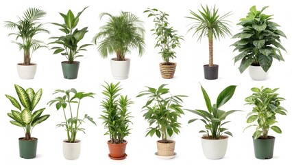 Fototapeta premium high-quality images featuring various potted houseplants isolated on a white background.