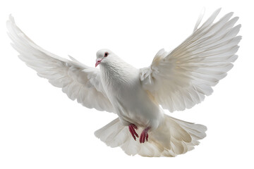 High resolution white dove in flight with graceful wings and fine feather detail Isolated on transparent Background